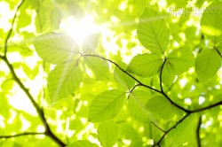 Công nghệ quang hợp nhân tạo tăng năng suất chuyển đổi năng lượng