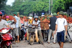 Thương lái Trung Quốc ngừng thu mua, vải Lục Ngạn rớt giá