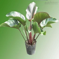 Phong thủy nơi làm việc: 6 loại cây mang lại may mắn cho công sở