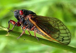 Vì sao ve kêu khi mím miệng?