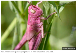 Phát hiện châu chấu màu hồng cực hiếm