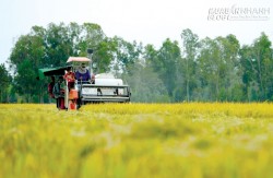 Vắng bóng DN tư nhân trong chính sách nông nghiệp của ASEAN