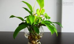 Những kiêng kỵ trong phong thủy bàn làm việc