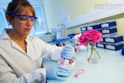 Phát hiện ra bí mật của hương thơm hoa hồng