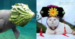 Cười bò lăn với loạt khoảnh khắc hài hước của động vật