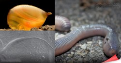 Cực sốc với tinh trùng cổ xưa nhất thế giới