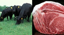 Choáng với giá thịt bò đắt nhất thế giới sắp vào Việt Nam