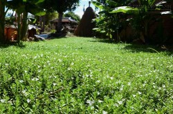 Rau đắng – Vị thuốc đơn giản trị dứt sỏi bàng quang