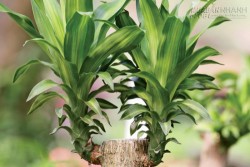 9 Loại cây cảnh hút khí độc cực tốt
