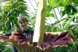 Du khách háo hức đến xem loài hoa xác thối 10 năm nở một lần