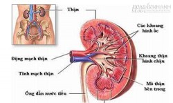 Thói quen vô cùng hại thận nhiều người mắc phải mà không biết