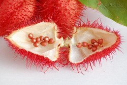 Chiêm ngưỡng quả cà ri đỏ độc lạ