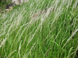 Chữa bách bệnh từ những thứ cỏ hoang quanh vườn nhà
