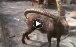 Cái sừng có nhiều tác dụng hơn bạn nghĩ