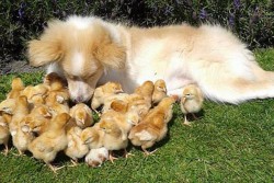 Kỳ lạ chú chó chăn cừu làm mẹ của 27 chú gà con