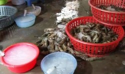 Phú Yên: Phát hiện cơ sở bơm bột rau câu vào tôm kiếm lời