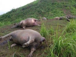 Hà Giang: Bị sét đánh, 19 con trâu chết tại chỗ