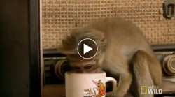 Bầy khỉ phá đám đường phố