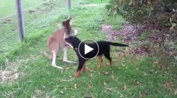 Kanguru âu yếm chó gây sốt