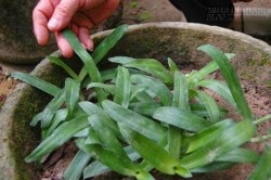 Bí ẩn cây thuốc lạ chữa khỏi bệnh đau dạ dày chỉ trong 1-2 tuần