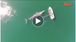 Cá voi xám chủ động lại gần để du khách thỏa thích vuốt ve