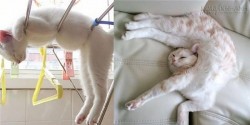 Cười bò lăn với những trùm lười biếng của họ nhà mèo