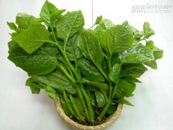 7 Tác dụng chữa bệnh kỳ diệu của rau mồng tơi