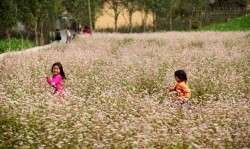 Hà Giang sẽ tổ chức lễ hội Hoa tam giác mạch