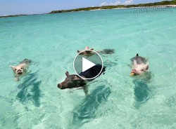 Những chú heo… bơi giữa thiên đường Bahamas