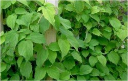 Bài thuốc từ cây cỏ vườn nhà giúp hàng trăm cặp vô sinh có con