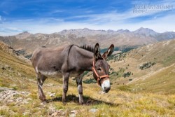 Trên núi có một con lừa ngốc, đến chết vẫn không hiểu nguyên do