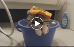 Cười vỡ bụng với clip mèo nghịch nước