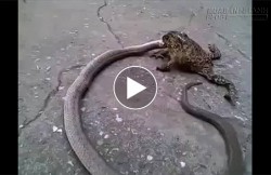 Kinh hãi cóc bất ngờ xơi tái rắn khủng