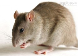 Mẹo diệt chuột an toàn không cần đánh bả