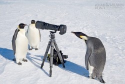 Những hình ảnh hài hước về động vật làm nhiếp ảnh gia
