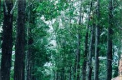 Về Trà Vinh, dạo chơi giữa rừng cây cổ thụ