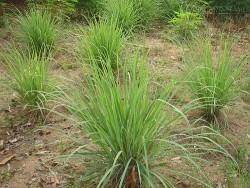 4 loại cây dễ trồng xua đuổi muỗi rất hiệu quả