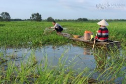 Tràm Chim hút khách mùa nước nổi