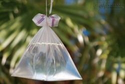 Mẹo đuổi ruồi,muỗi,gián chuột
