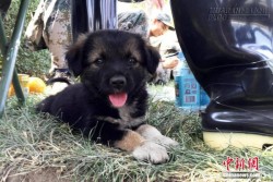 Chú chó được cứu sống khỏi đống đổ nát ở Thiên Tân lay động hàng triệu trái tim