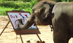 Sự thật tàn nhẫn đằng sau thú xem voi vẽ, bạn còn muốn xem không?