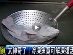 Sốc: Cá rô phi đông cứng 2 năm có thể bơi lội tung tăng