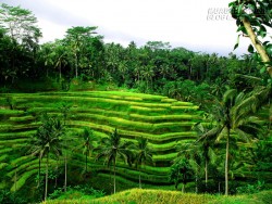 Du lịch Bali trải nghiệm những điều tuyệt vời ở Ubud