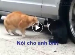 Tại sao em phản bội anh