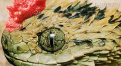 Chuyện rắn hổ có mào, trăn khổng lồ ở đảo ngọc Phú Quốc