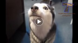 Khi chó sử dụng tiếng người