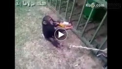 Nó đang thất tình, đừng cản mà