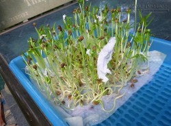 Chia sẻ kinh nghiệm trồng rau mầm tại nhà chỉ cần giấy ăn cực hay