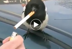 Con chim hút thuốc ngầu nhất năm