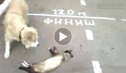 Thật là thương em quá đi